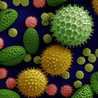 Protect Your Family from Allergy Causing Pollutants